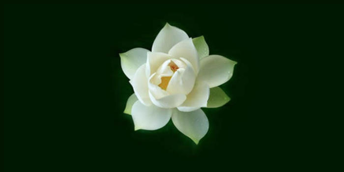 Lotus representing acupuncture, massage, and other complimentary modalities.
