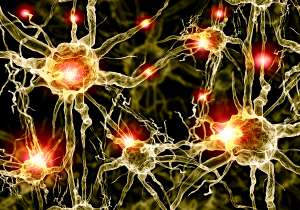 nerve cells