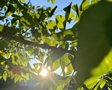Summer Solstice: Earth's Turning Point
